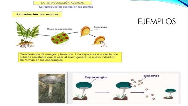 Fision binaria reproduccion asexual de las plantas Fision binaria reproduccion asexual de las plantas
